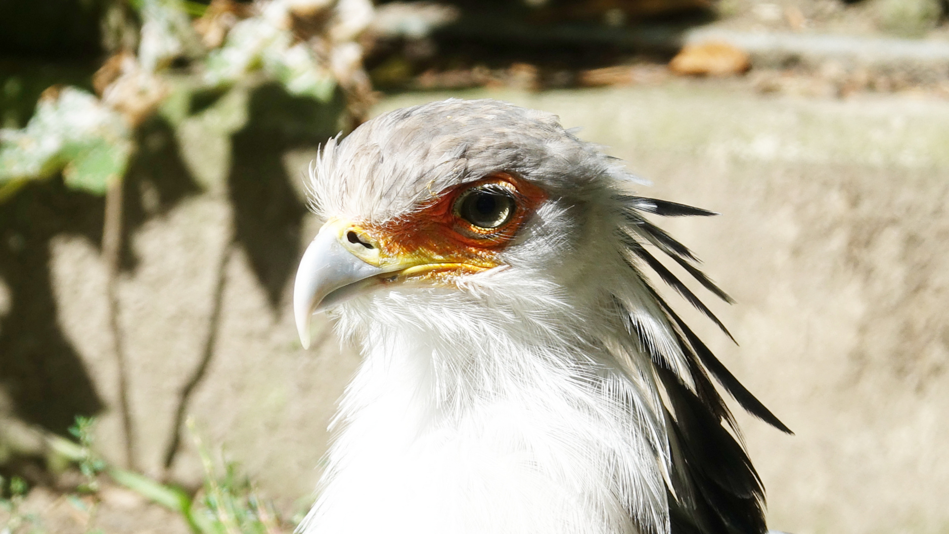 Ein Vogel als Sekretär :-)