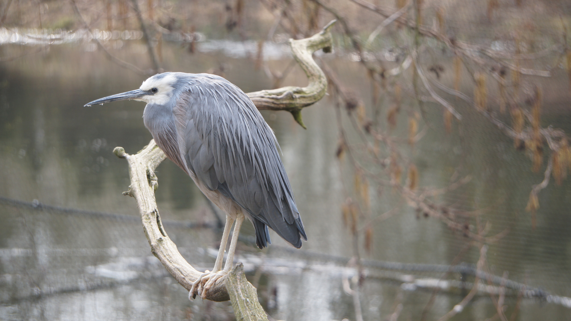 ein Vogel am Plankendaelpark(Belgien)