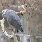 ein Vogel am Plankendaelpark(Belgien)