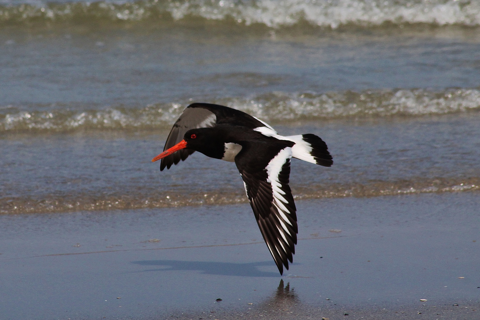 Ein Vogel am Strand