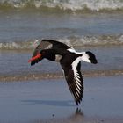 Ein Vogel am Strand