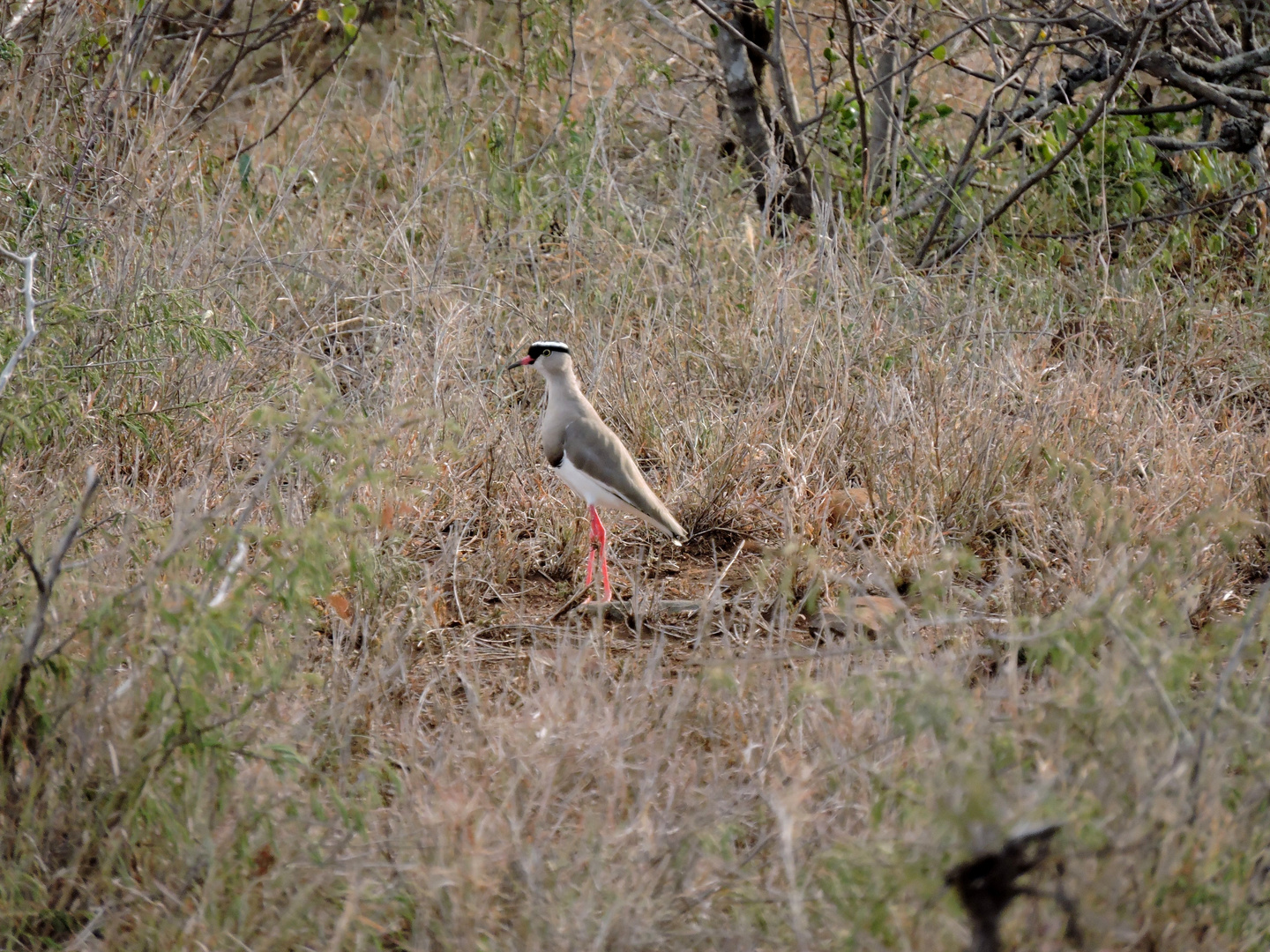 Ein Vogel am Wegesrand,wer kennt ihn ? Auch die kleinen  sind interessant !