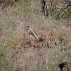 Ein Vogel am Wegesrand,wer kennt ihn ? Auch die kleinen  sind interessant !