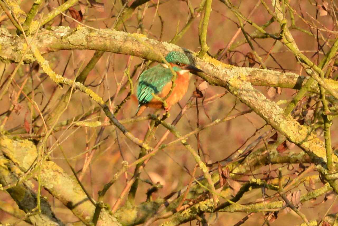 Ein Vogel an der Ruhr nicht größer als ein Spatz