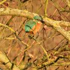 Ein Vogel an der Ruhr nicht größer als ein Spatz