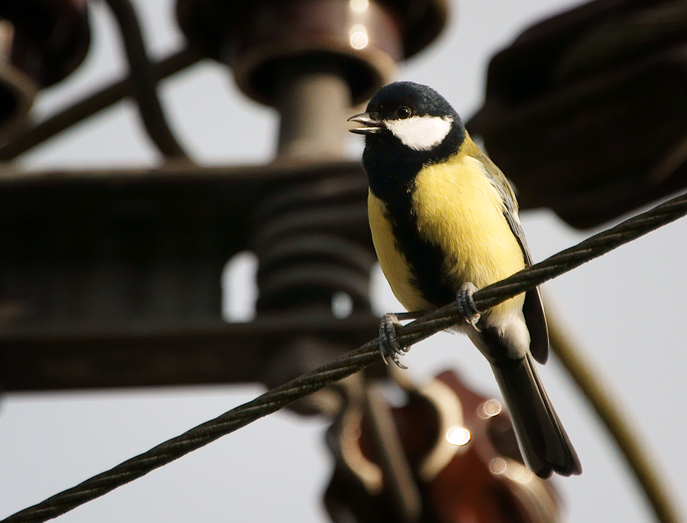 Ein Vogel auf dem Drahtseil