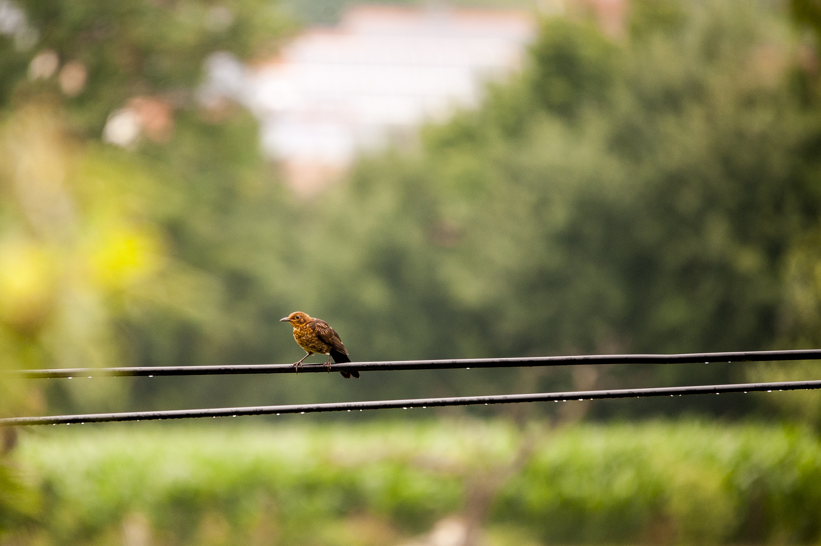 Ein Vogel auf dem Drahtseil