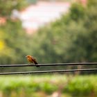 Ein Vogel auf dem Drahtseil