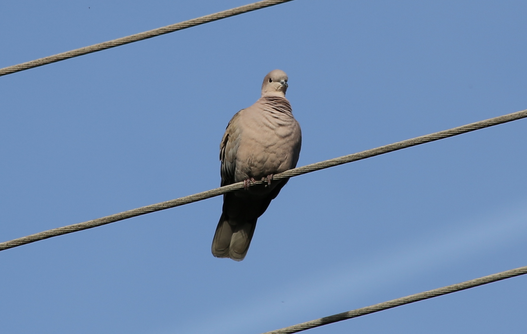 Ein Vogel auf dem Drahtseil