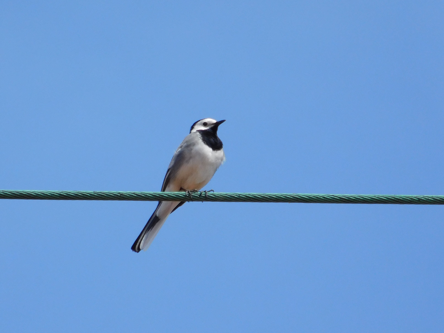 Ein Vogel auf dem Drahtseil..... 