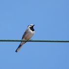 Ein Vogel auf dem Drahtseil..... 