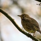 Ein Vogel auf dem Zweige