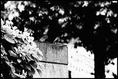 Ein Vogel auf der Mauer