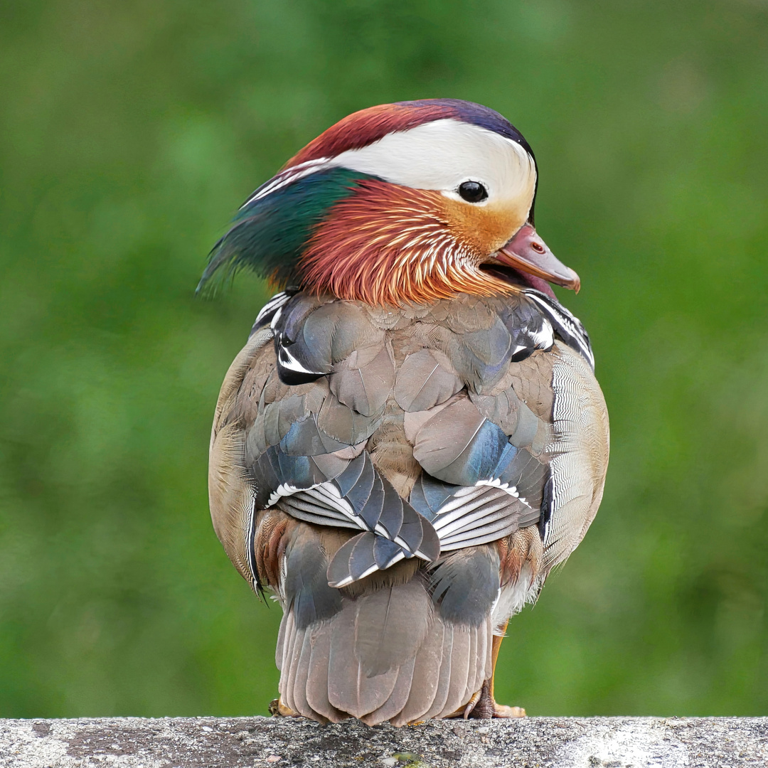 Ein Vogel auf der Mauer