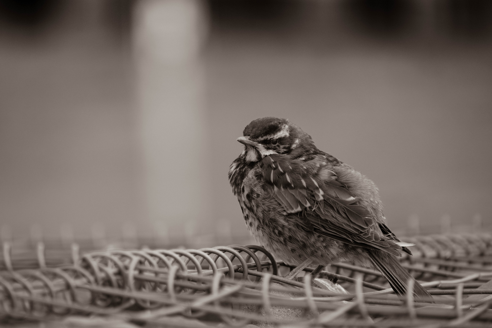 ein Vogel auf Island