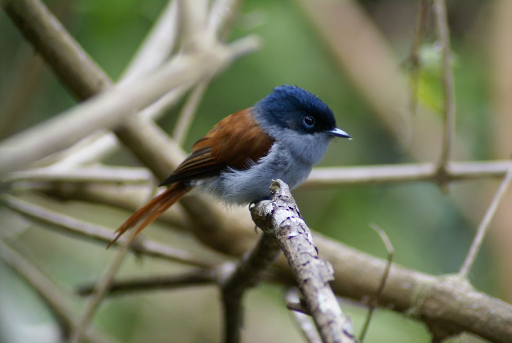 Ein Vogel auf La Reunion