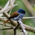 Ein Vogel auf La Reunion