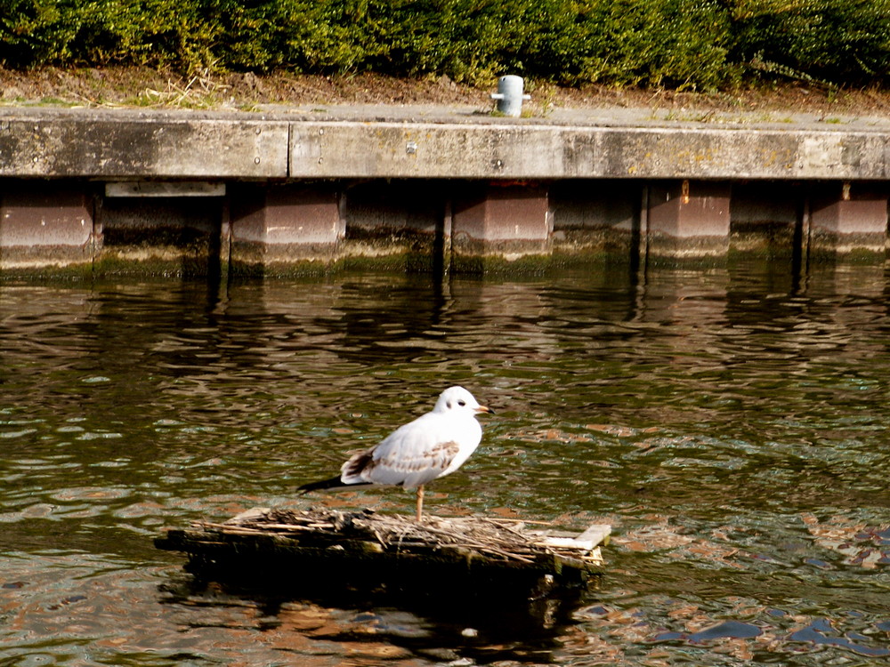 Ein Vogel auf Reisen