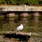 Ein Vogel auf Reisen