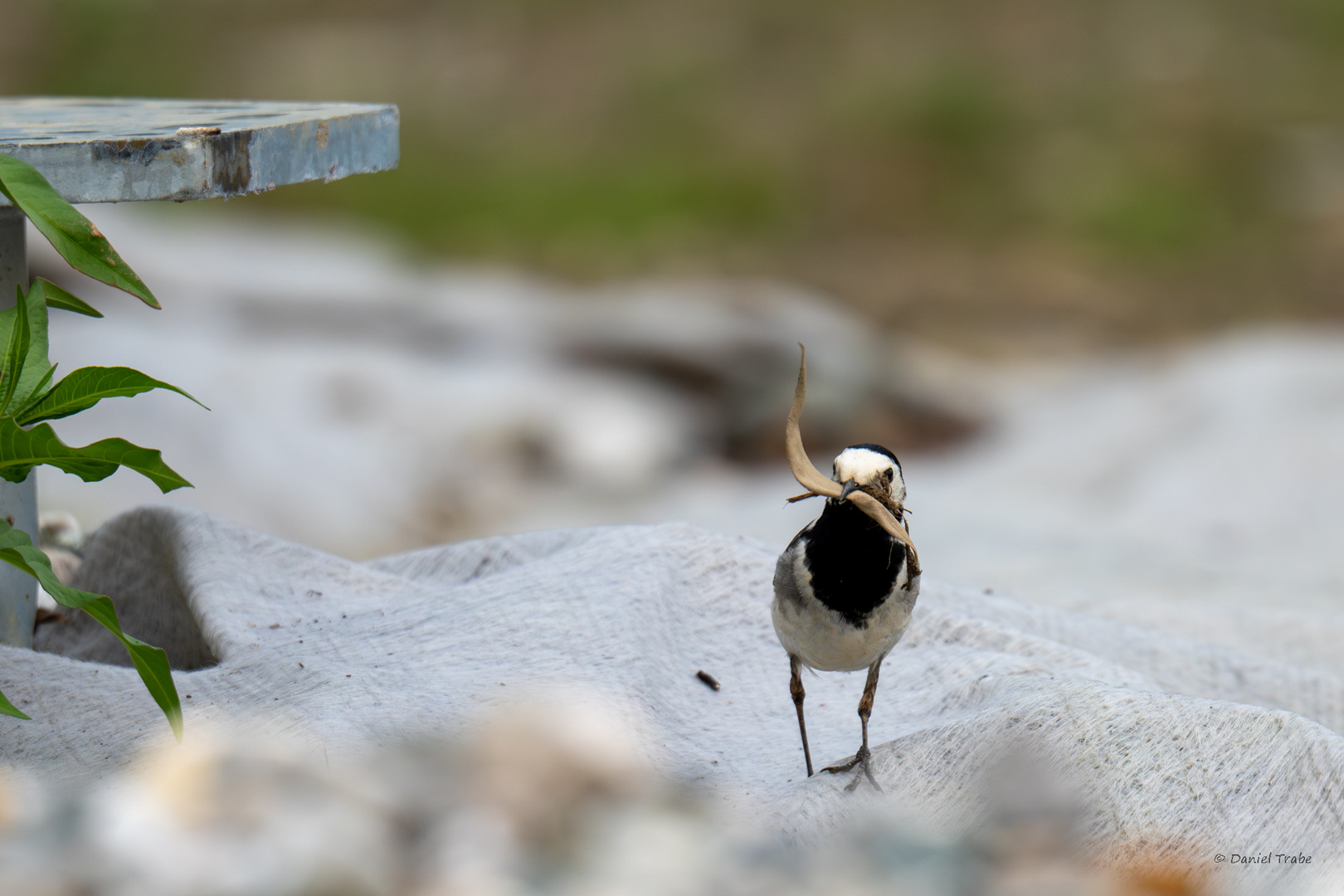 Ein Vogel bei der Arbeit