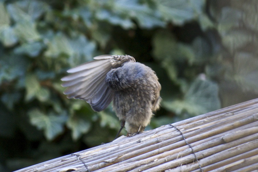 Ein Vogel beim Putzen