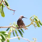 Ein Vogel blickt aufs Meer