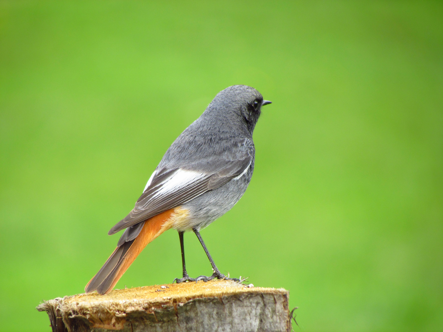 ein vogel