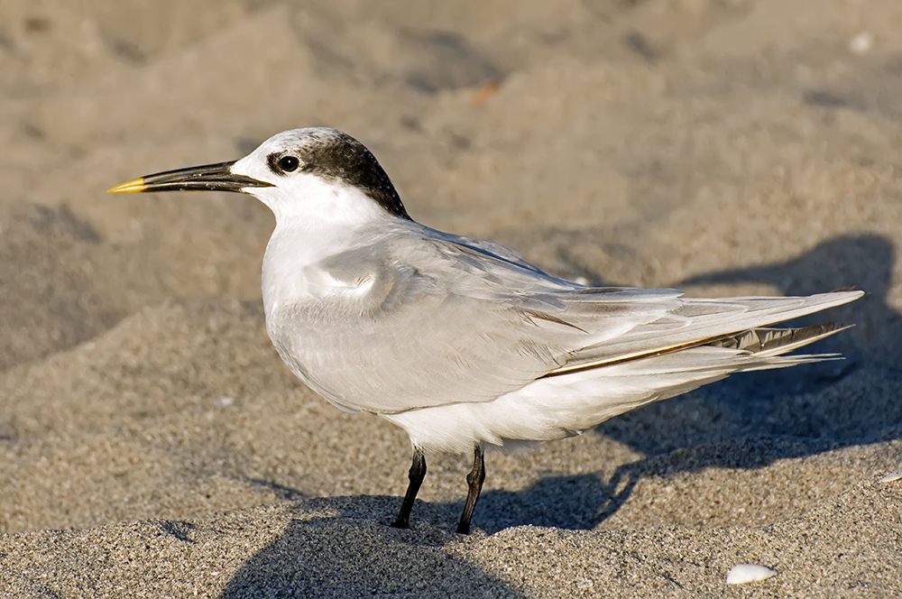 Ein Vogel der marinen Küsten...