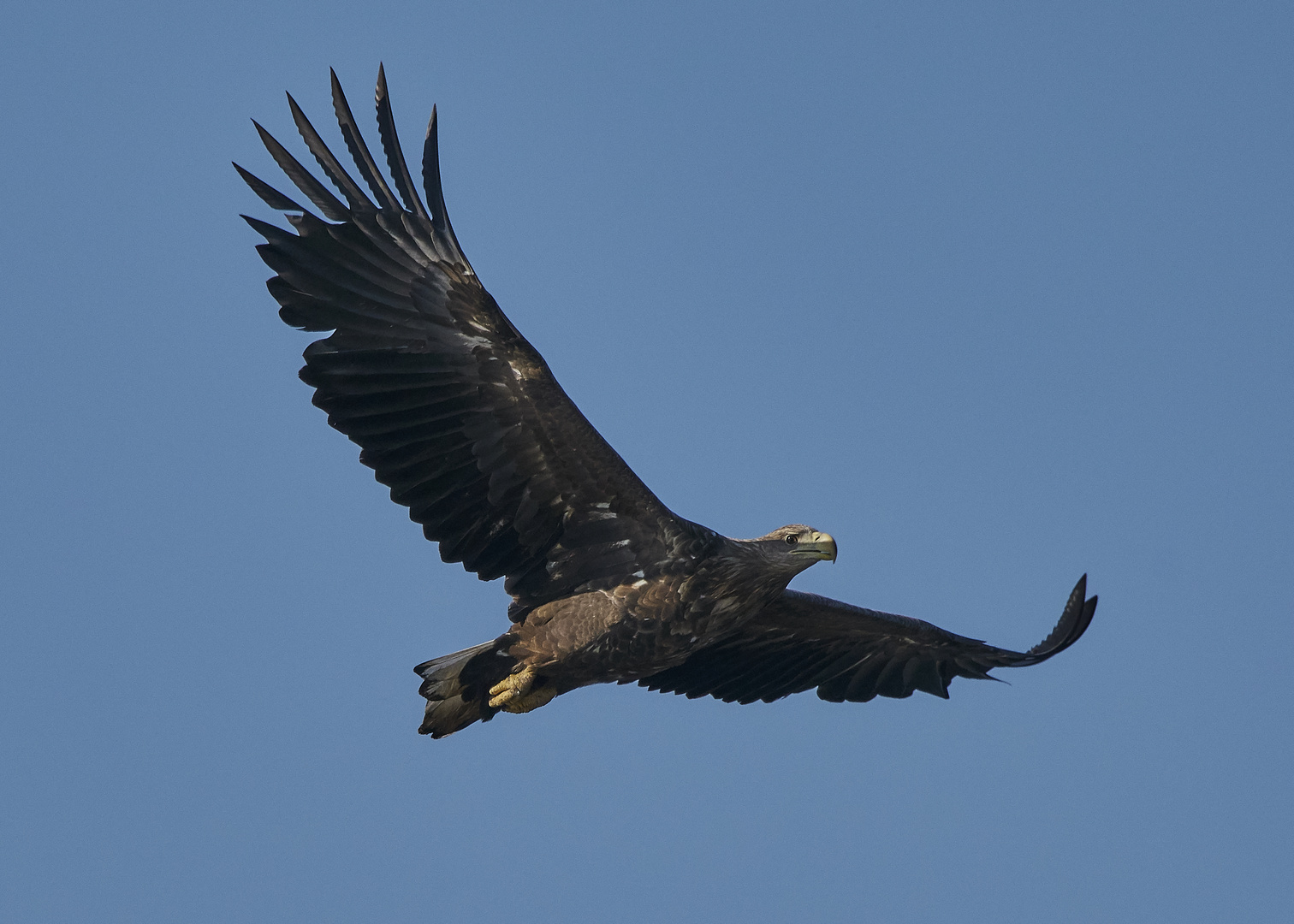 Ein Vogel der mich fasziniert