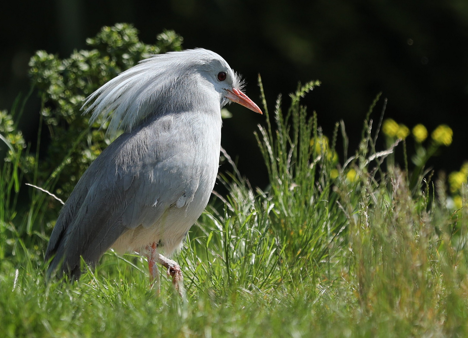 Ein Vogel, der nicht fliegen kann...