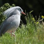 Ein Vogel, der nicht fliegen kann...