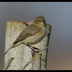 Ein Vogel, der seinen Namen ruft