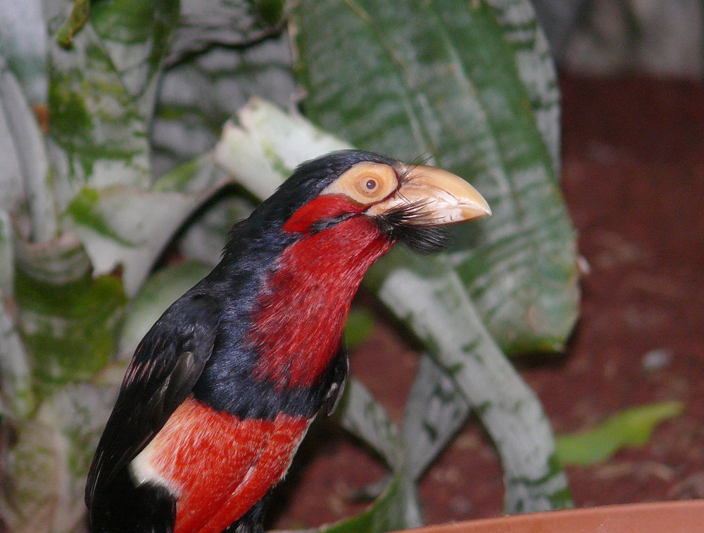 Ein Vogel