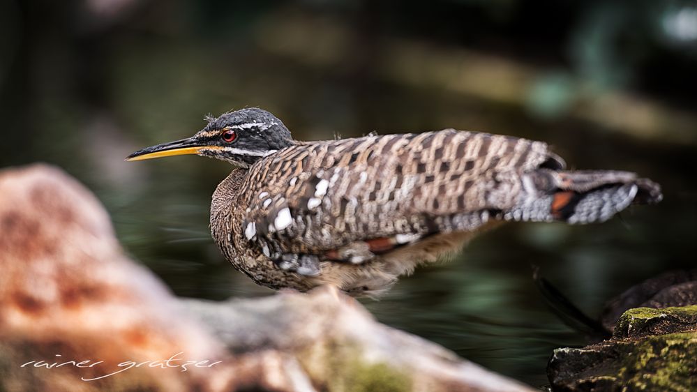 Ein Vogel eben