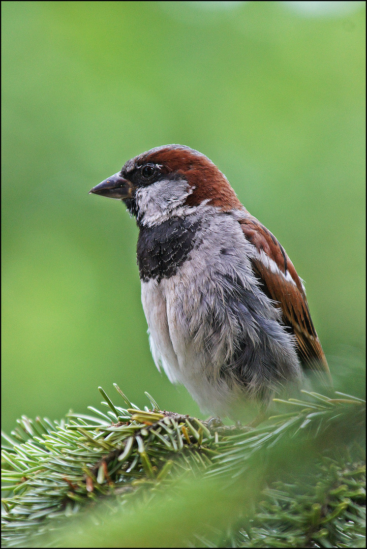 Ein vogel