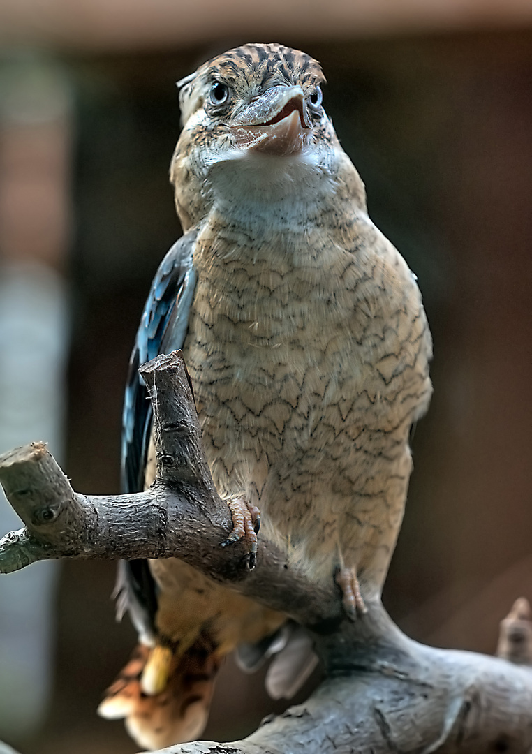 Ein Vogel hat mir was ins Ohr gezwitschert ....