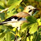 ...ein Vogel im Baum...