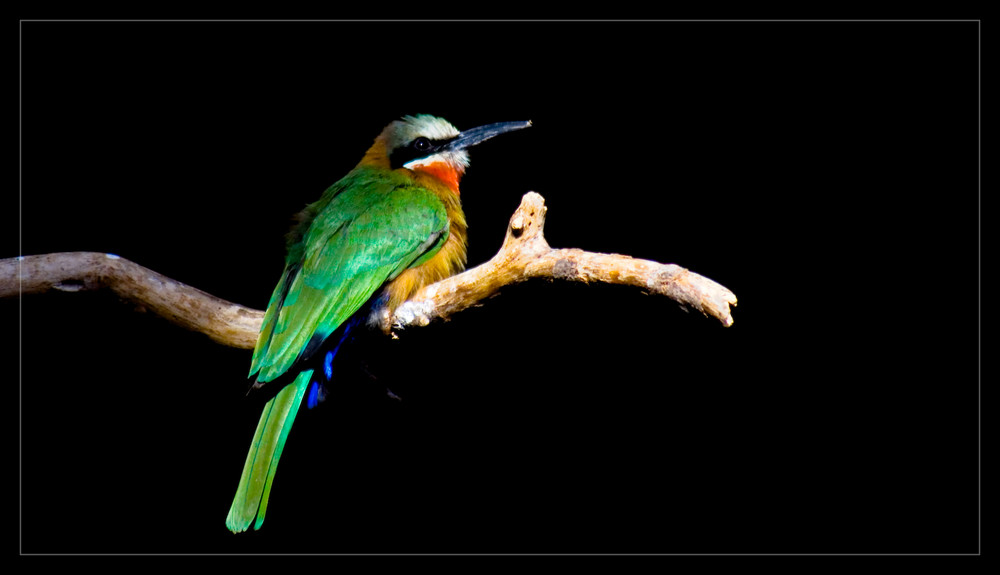 ein Vogel im Licht