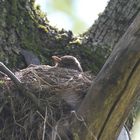 Ein Vogel im Nest