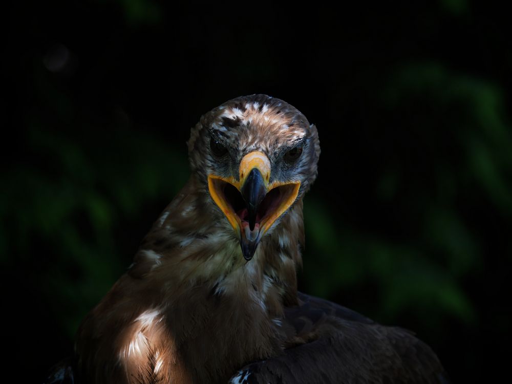 Ein Vogel im Portrait