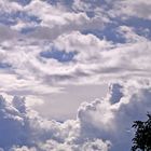 Ein Vogel im Wolkenmeer