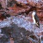 Ein Vogel im Yardie Creek Canyon