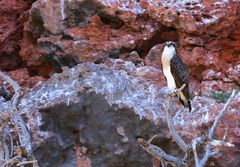 Ein Vogel im Yardie Creek Canyon