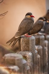 Ein Vogel im Zoo 01