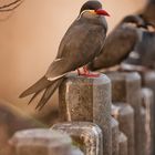 Ein Vogel im Zoo 01