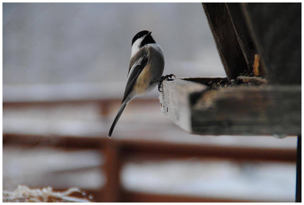 "Ein Vogel in der Wildnis"