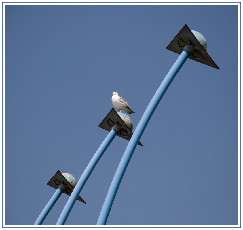 Ein Vogel in die Blaue Luft in Amsterdam