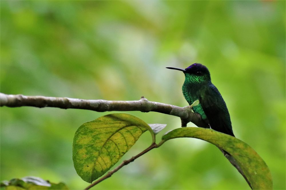 Ein Vogel in Miniatur