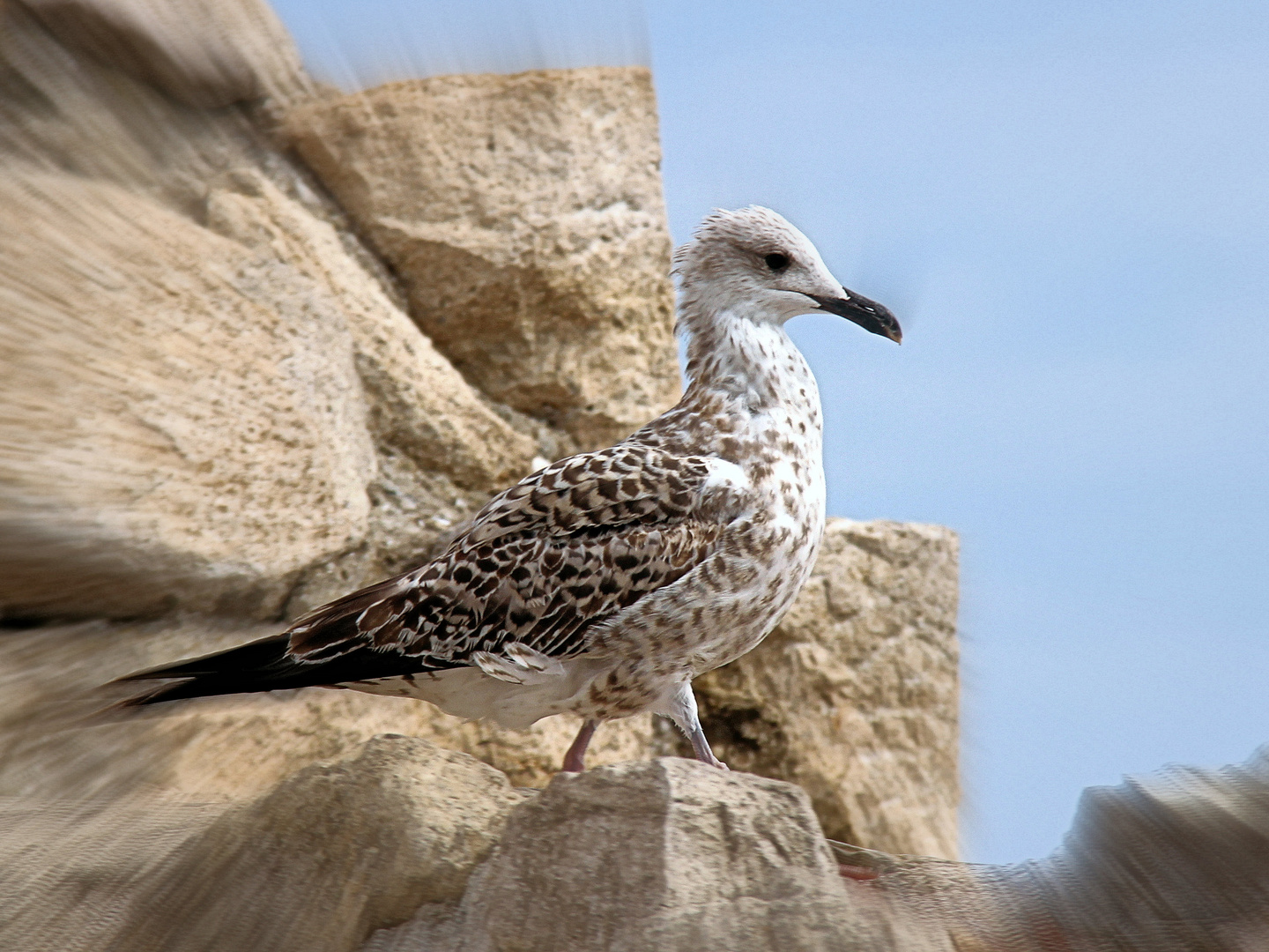 ein Vogel in Nessebar