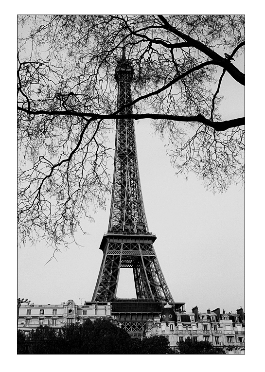 ein Vogel in Paris